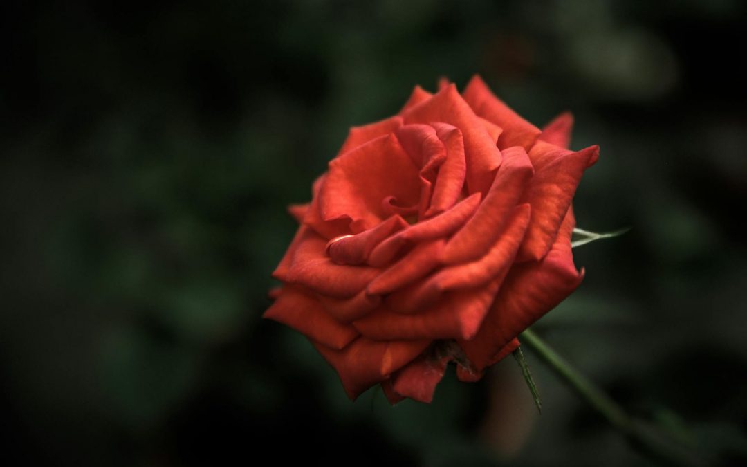 Valentine’s Day and the Everlasting Love of Christ