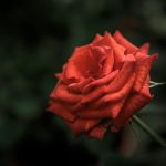 Valentine’s Day and the Everlasting Love of Christ