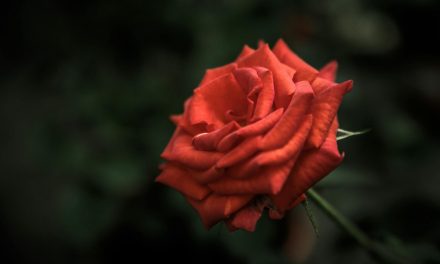 Valentine’s Day and the Everlasting Love of Christ