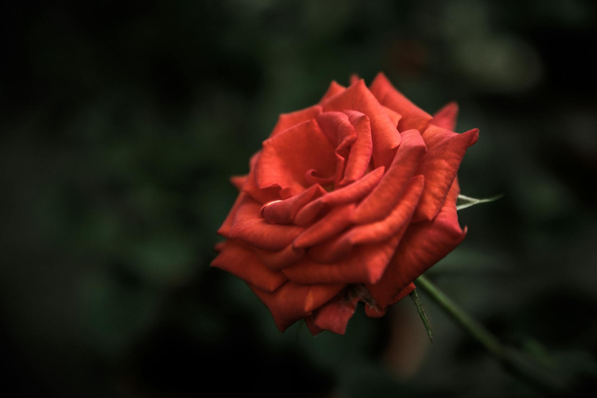 Valentine’s Day and the Everlasting Love of Christ